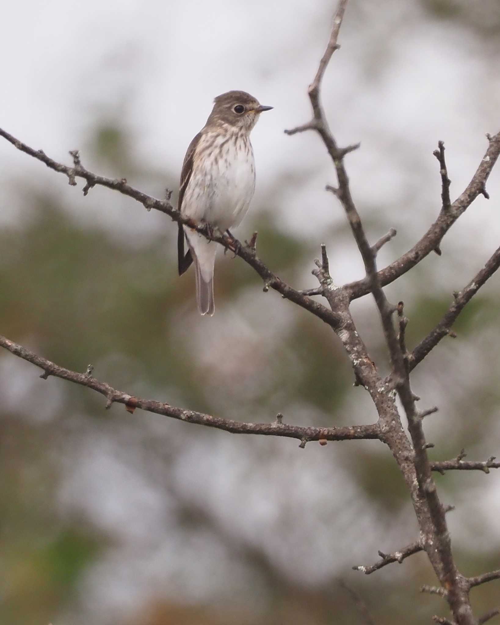 Grey-streaked Flycatcher