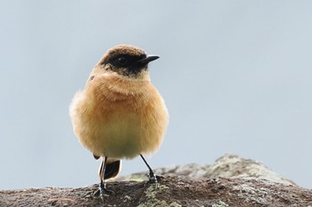 2022年9月20日(火) 霧ヶ峰高原の野鳥観察記録