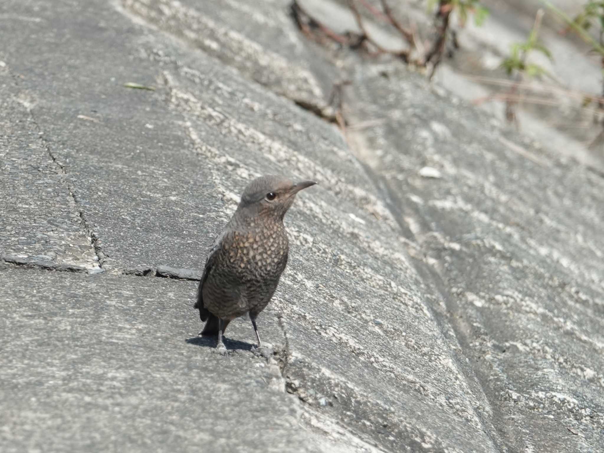 猿ヶ島(相模川中流) イソヒヨドリの写真 by ぴろり