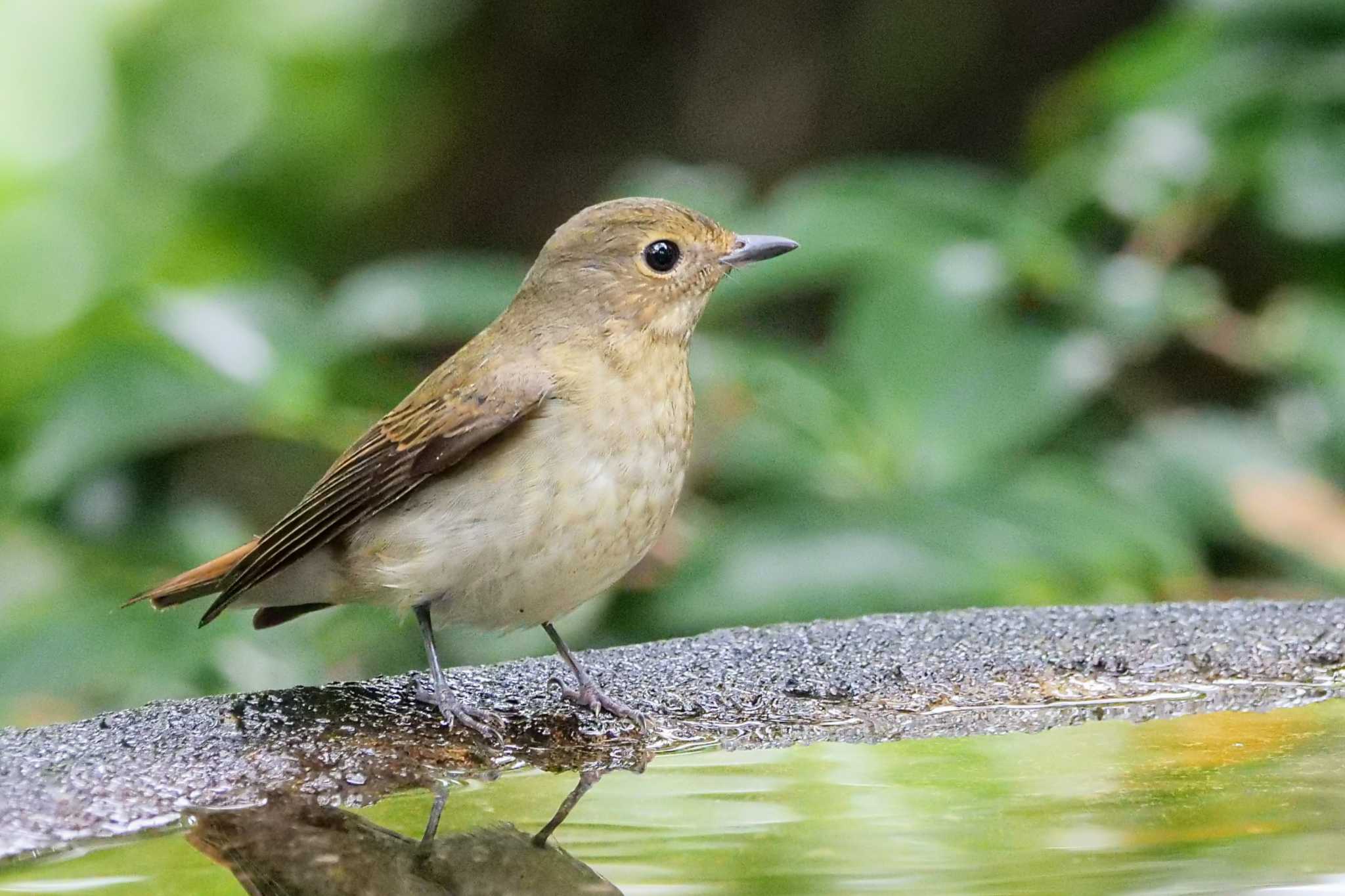 キビタキ