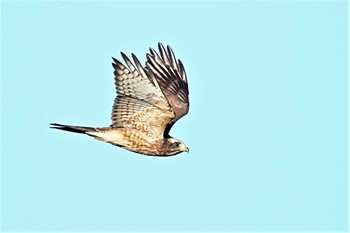 Grey-faced Buzzard Shirakaba-touge Sun, 9/25/2022