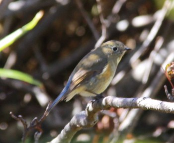 2022年9月29日(木) 立山天狗平の野鳥観察記録