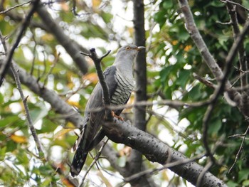 Thu, 9/29/2022 Birding report at Showa Kinen Park