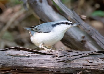 Eurasian Nuthatch Nishioka Park Thu, 9/29/2022