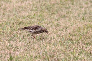 Olive-backed Pipit 沖縄県豊見城市 Wed, 1/31/2018