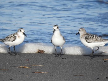 2022年9月26日(月) 豊北原生花園の野鳥観察記録