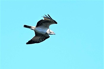 Osprey Shirakaba-touge Sun, 9/25/2022