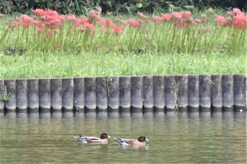 ヒドリガモ 水元公園 2022年9月29日(木)