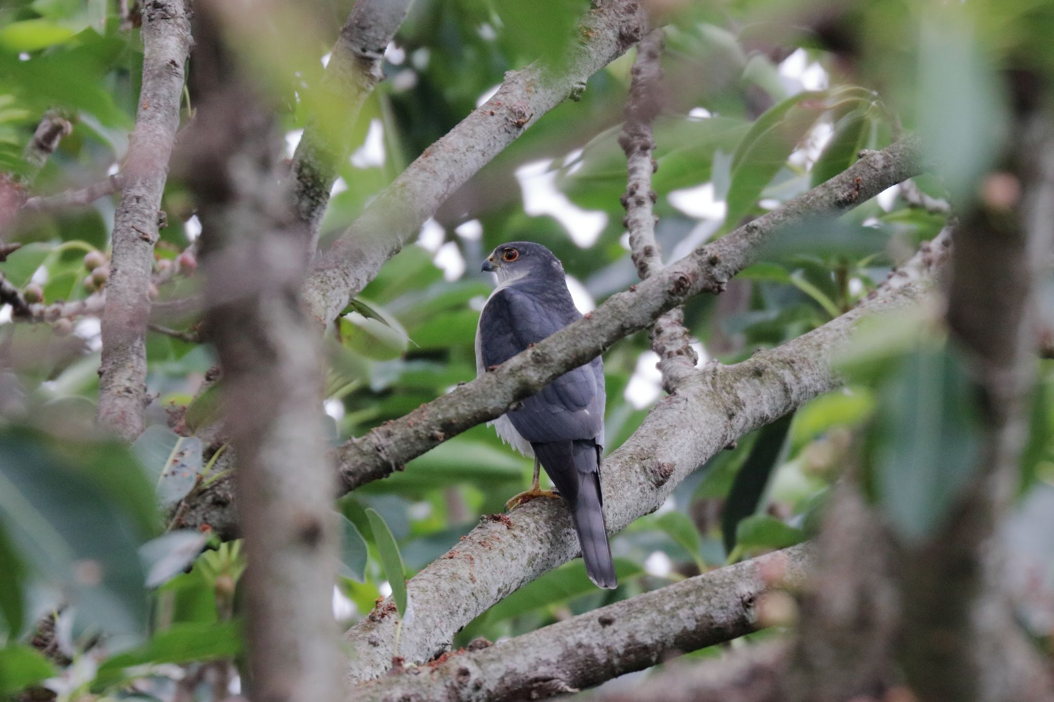 Photo of Japanese Sparrowhawk(iwasakii) at 沖縄県豊見城市 by Zakky