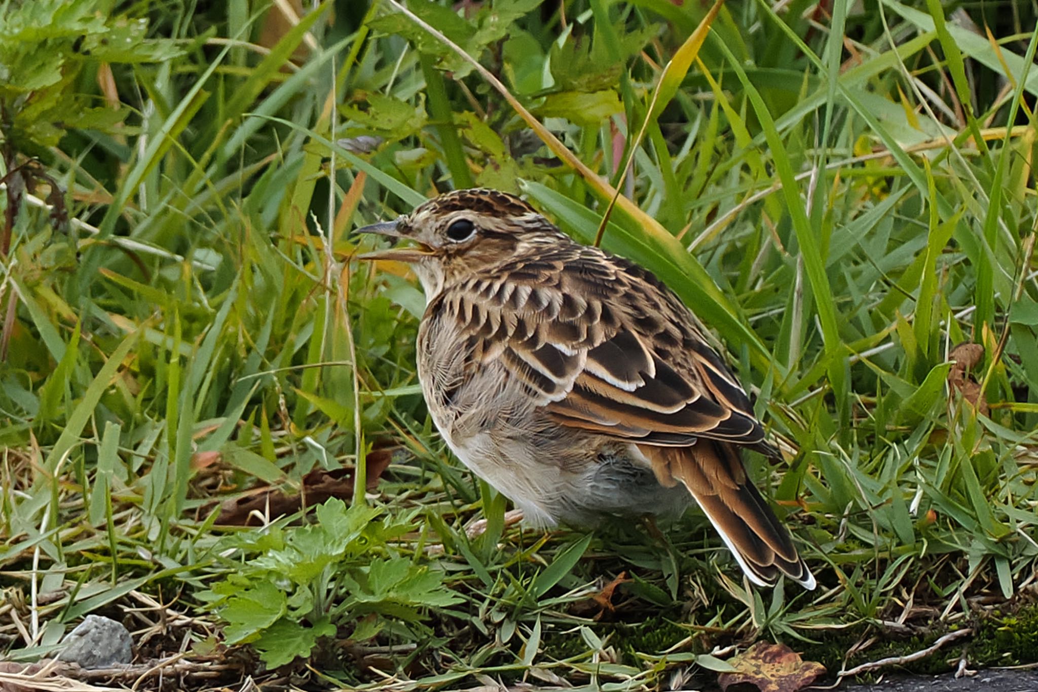 Eurasian Skylark