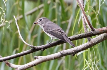 2022年9月29日(木) 恩智川治水緑地の野鳥観察記録