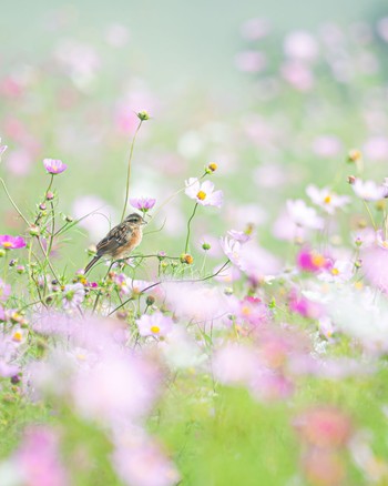 Meadow Bunting 長野県 Mon, 9/26/2022