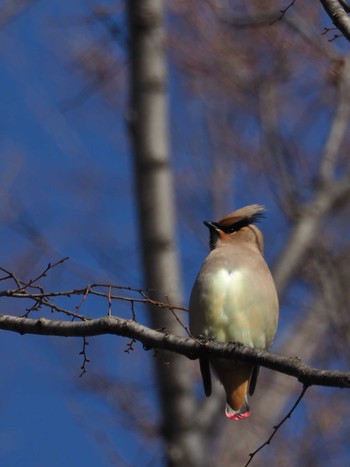 Japanese Waxwing 近所 Mon, 2/5/2018