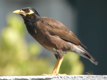 Common Myna マレーシア Sat, 8/13/2022