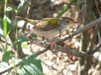 Common Tailorbird マレーシア Sat, 8/13/2022