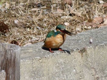 カワセミ 昭和記念公園 2018年2月7日(水)