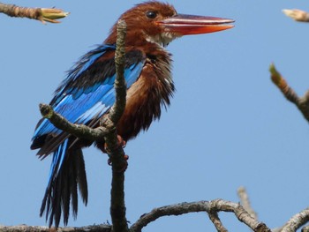 White-throated Kingfisher マレーシア Wed, 8/17/2022