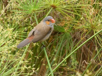 Orange-cheeked Waxbill マレーシア Sun, 8/21/2022