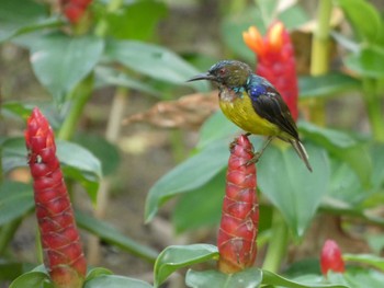 Brown-throated Sunbird マレーシア Sat, 8/20/2022