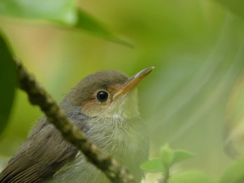 Ashy Tailorbird マレーシア Sun, 8/21/2022