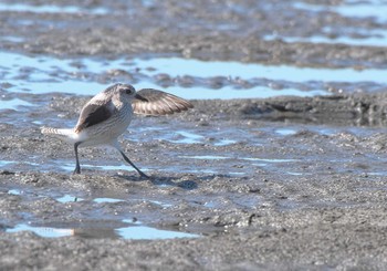 ダイゼン ふなばし三番瀬海浜公園 2022年9月25日(日)