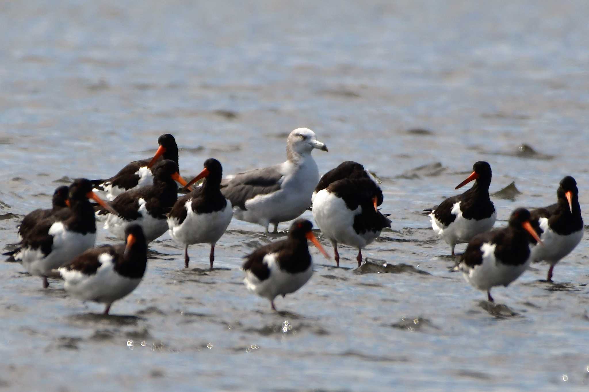 Eurasian Oystercatcher