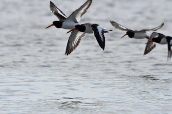 2022年9月21日(水) ふなばし三番瀬海浜公園の野鳥観察記録