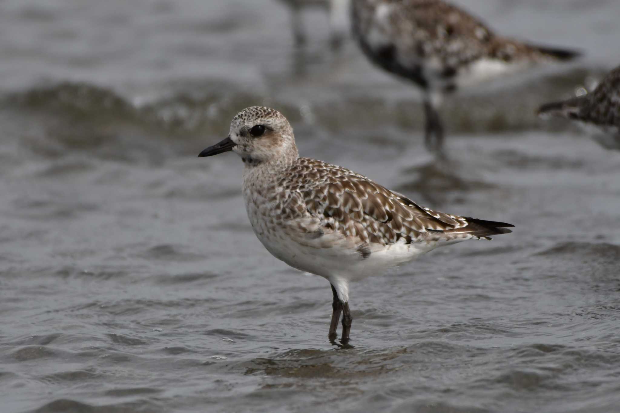 Grey Plover