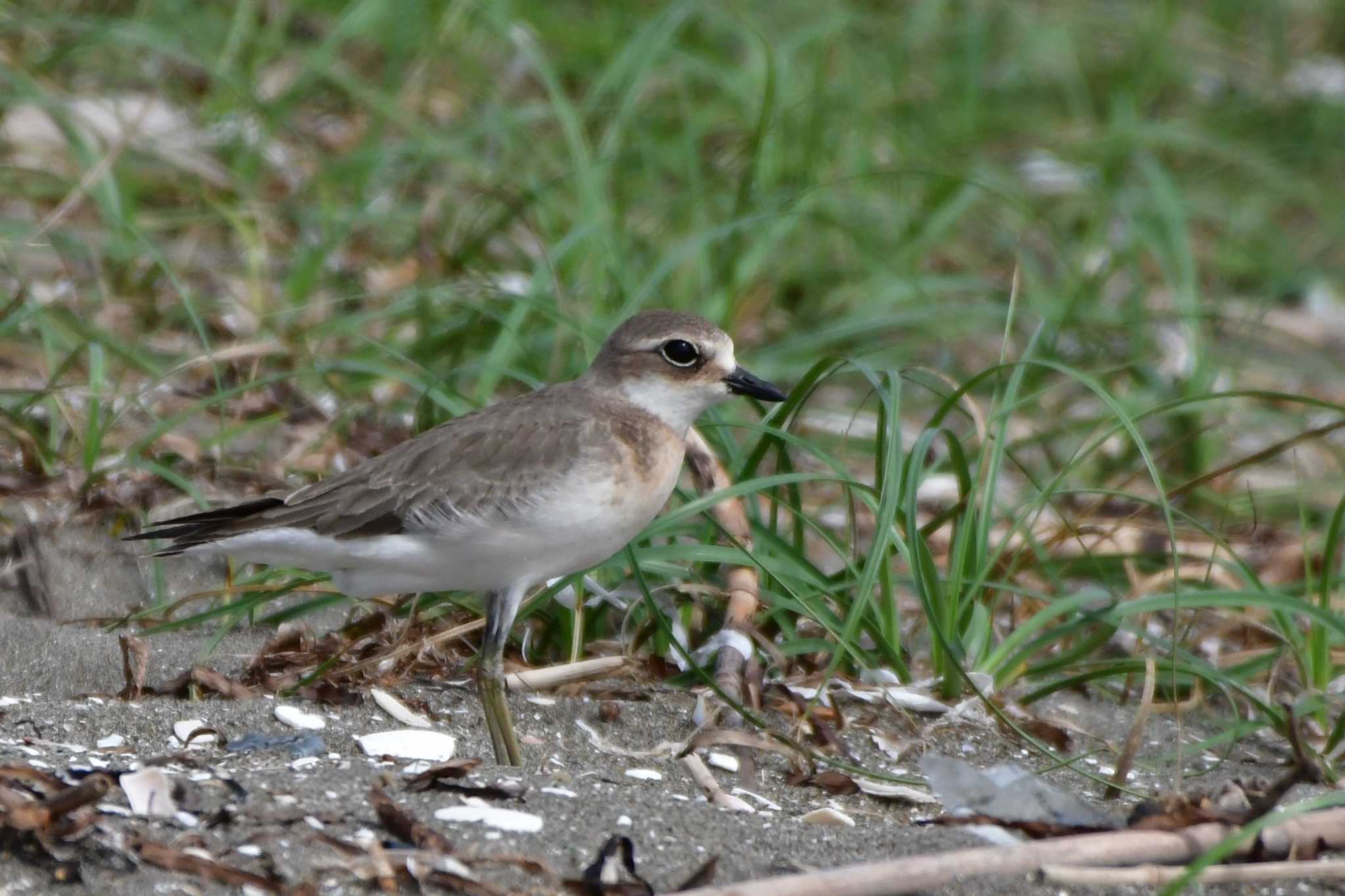 Siberian Sand Plover