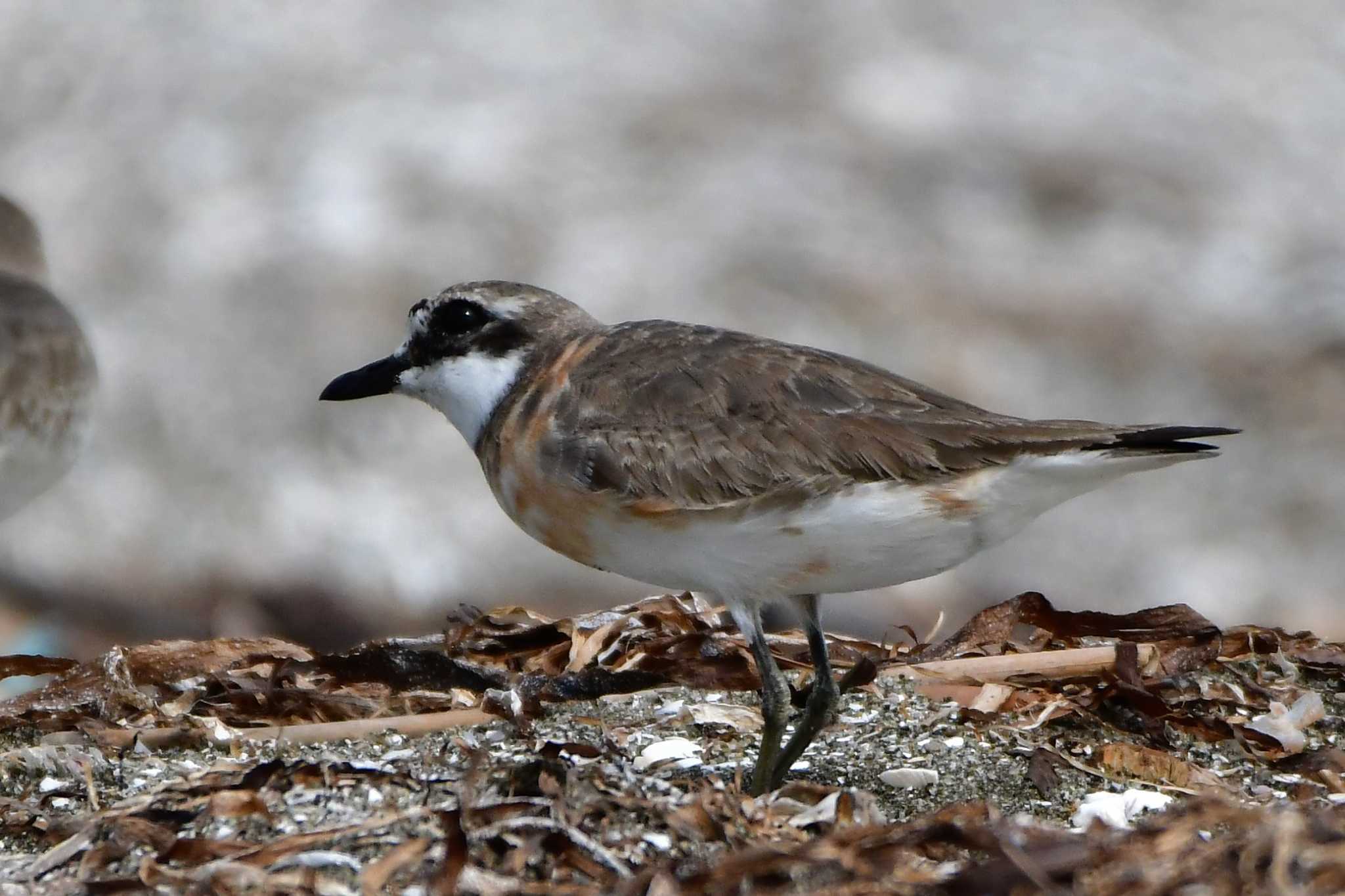 Siberian Sand Plover