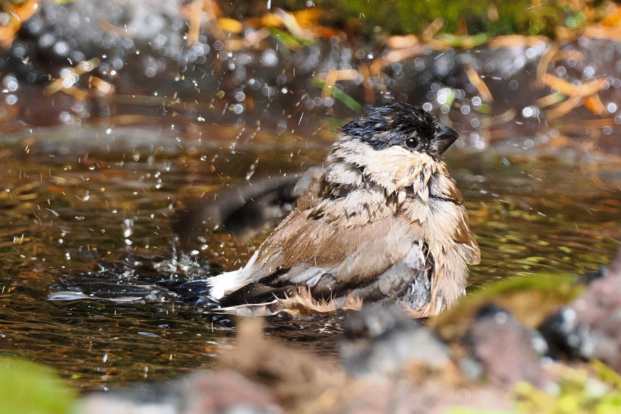 Eurasian Bullfinch