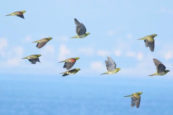 2022年9月27日(火) 大磯照ヶ崎海岸の野鳥観察記録