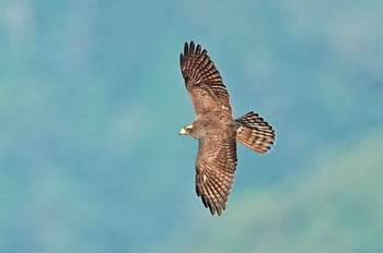 Grey-faced Buzzard Shirakaba-touge Sun, 9/25/2022