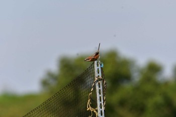 2022年9月28日(水) 江戸川フラワーパークラインの野鳥観察記録