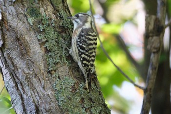 Japanese Pygmy Woodpecker Nishioka Park Thu, 9/29/2022
