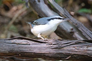 Eurasian Nuthatch Nishioka Park Thu, 9/29/2022