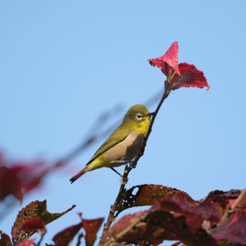 Warbling White-eye Makomanai Park Fri, 9/30/2022