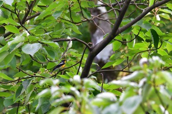 キビタキ 多磨霊園 2022年9月28日(水)