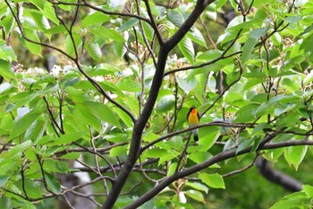 Wed, 9/28/2022 Birding report at Tama Cemetery