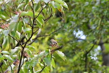 キビタキ 多磨霊園 2022年9月28日(水)