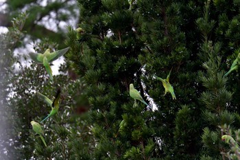 ワカケホンセイインコ 多磨霊園 2022年9月28日(水)