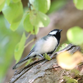 Japanese Tit Makomanai Park Fri, 9/30/2022