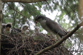 Eurasian Goshawk 北海道美瑛町 Wed, 6/22/2022