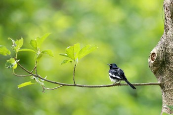 シキチョウ 中国広東省 2020年6月28日(日)