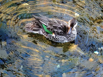 2022年9月30日(金) 平和の森公園、妙正寺川の野鳥観察記録