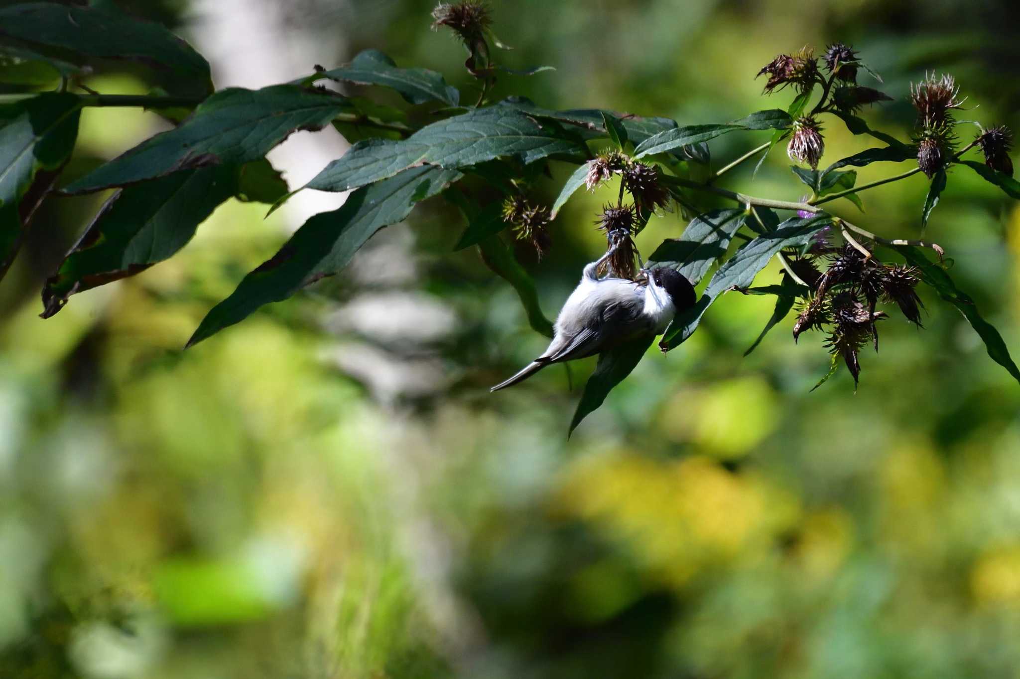 Willow Tit