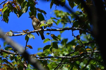 Thu, 9/29/2022 Birding report at Togakushi Forest Botanical Garden