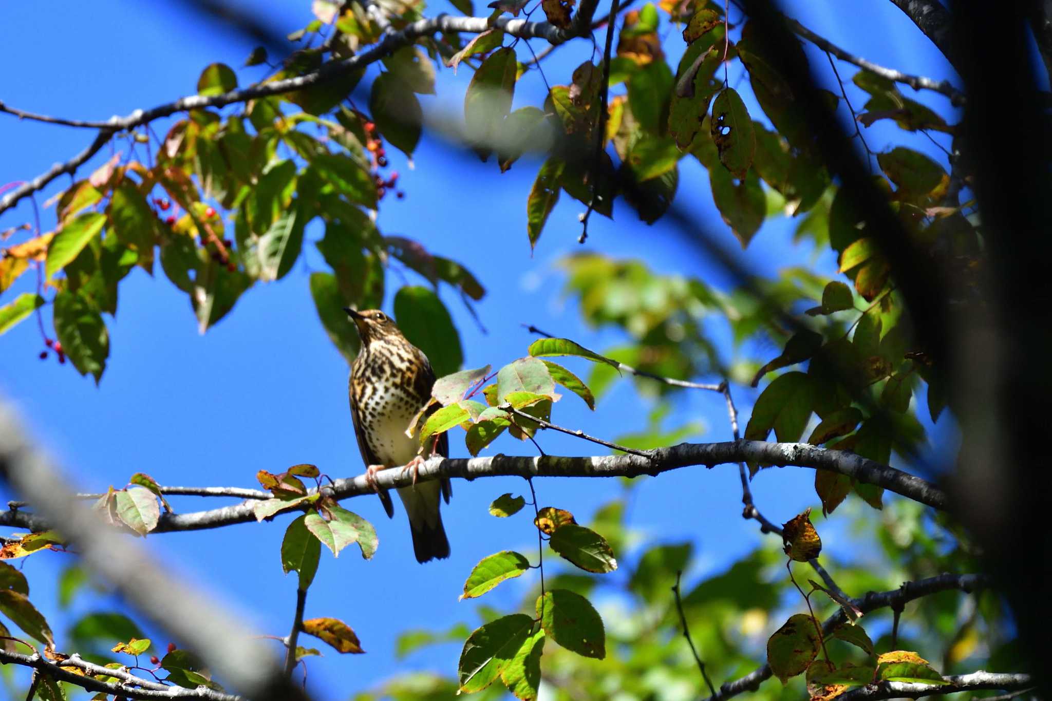 Japanese Thrush