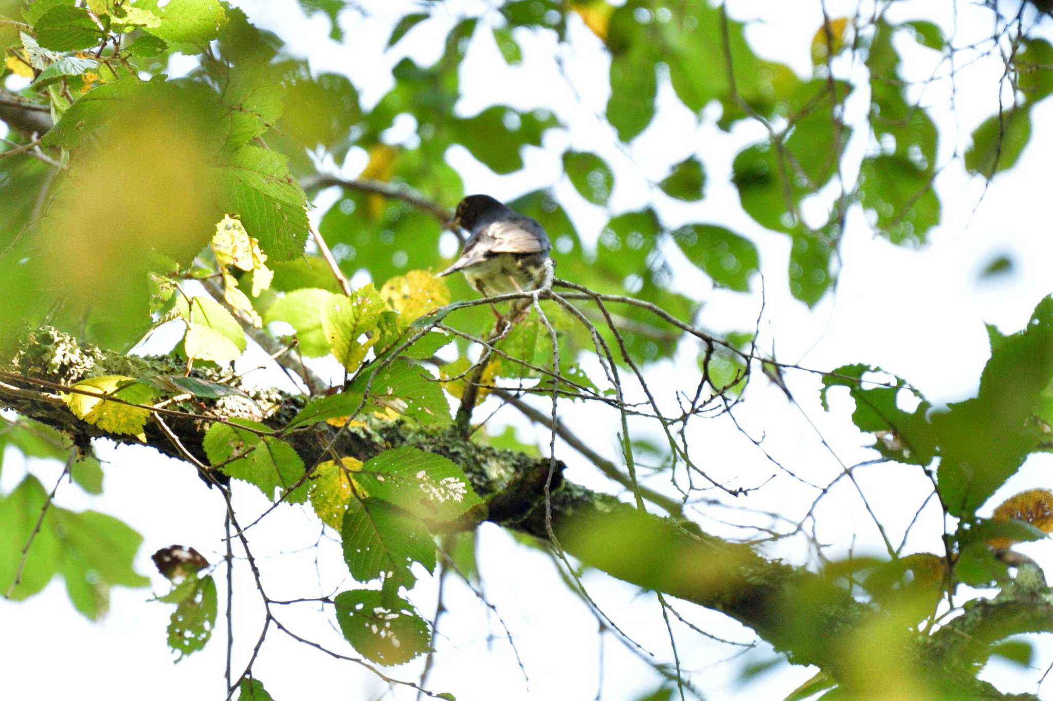 Japanese Thrush