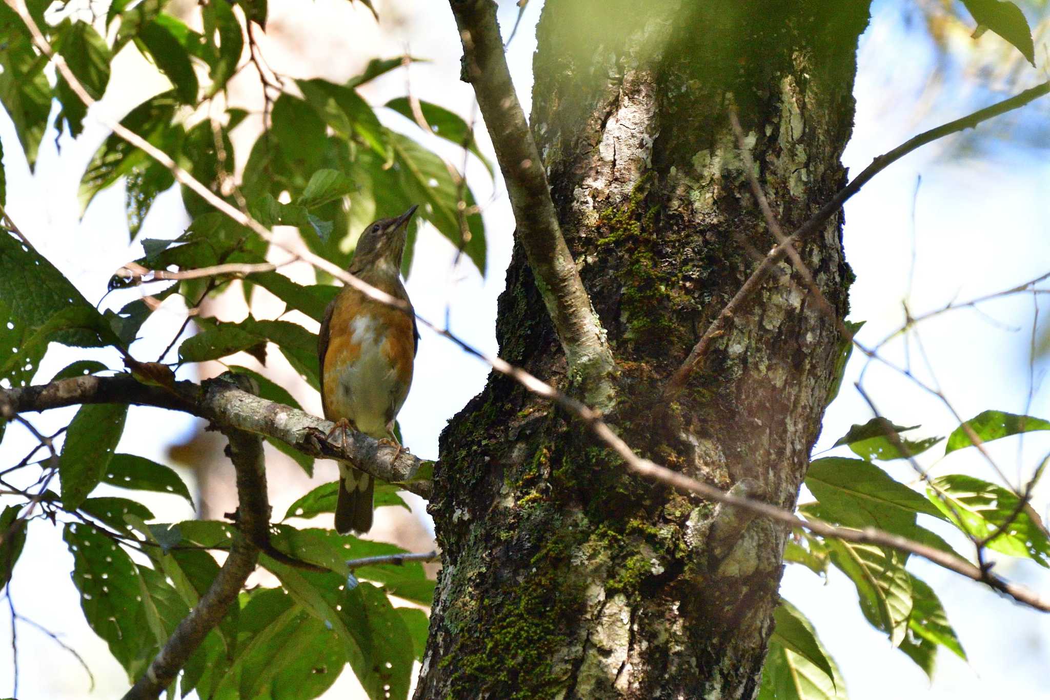 Eyebrowed Thrush